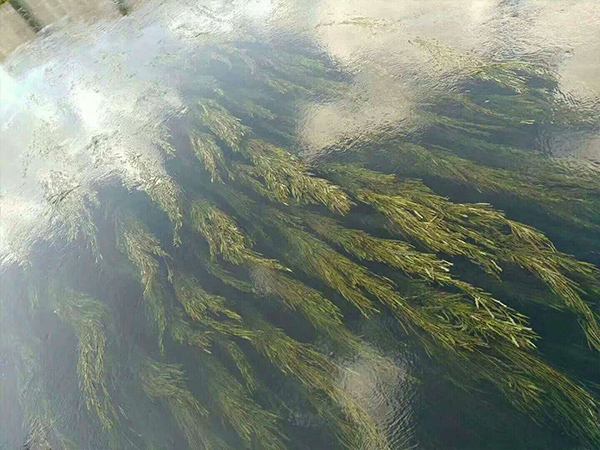 聚合氯化鋁等凈水藥劑對河道治理的效果展示